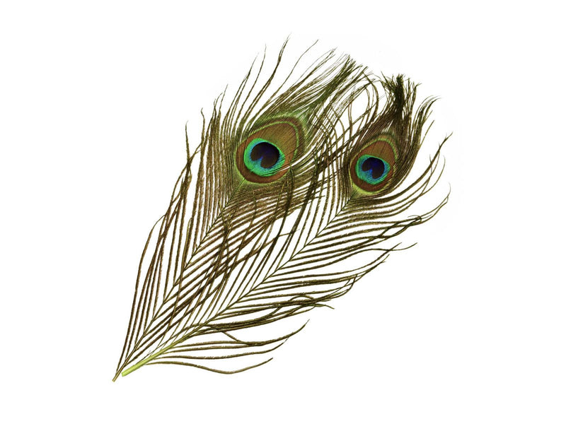 Frödin Peacock Eye Feathers