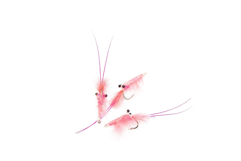 CDC Shrimp Pink_1