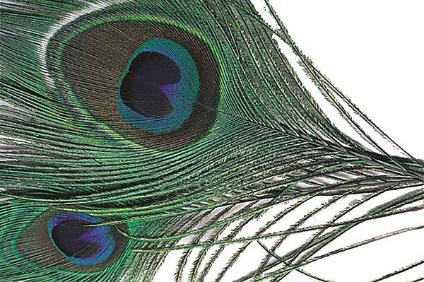 Peacock Eye Feather_1