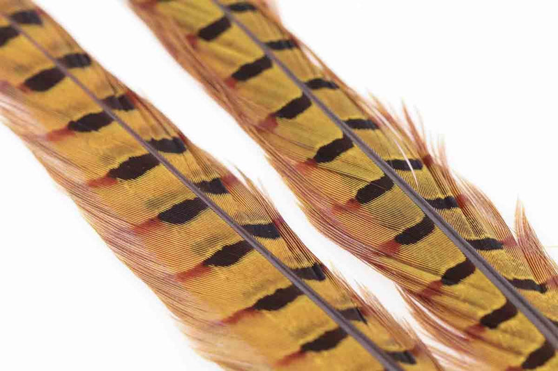Ringneck Pheasant Tail_5